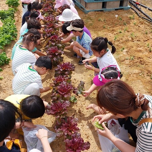 고산도서관의 농업체험. 사진=대구시 제공