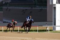 판타스틱밸류, 코리안오크스 우승···암말 삼관마 가능할까