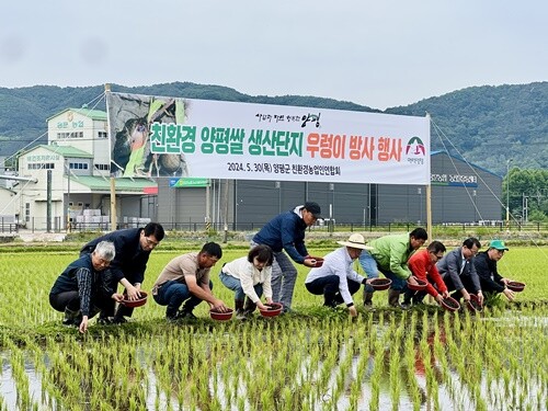 친환경 양평쌀 생산 우렁이 방사 행사. 사진=양평군청 제공