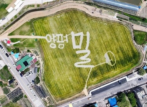 양평 밀 축제. 사진=양평군청 제공