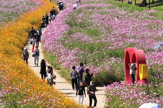 지난해 열린 코스모스 축제에서 사진을 찍으며 가을을 만끽하는 시민들. 사진=고양특례시 제공