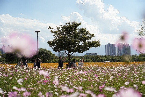 ‘2025 대구정원박람회’에서 선보인 코스모스. 사진=대구시 제공