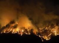 [재난 현장은 지금: 울진·삼척] 산불이 앗아간 터전, 다시 '희망의 나무심기'