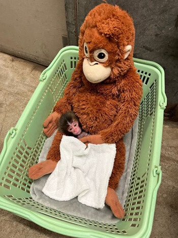 펀치가 태어났을 무렵. 어미에게 버림받은 펀치에게 오랑우탄 인형이 주어졌다. 사진=이치카와시 동물원 공식 X 계정