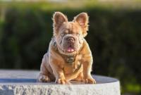 귀하신 견공 프렌치 불도그 납시오