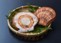 [아이디어세상] 먹지 말고 닦으세요 ‘가리비 모양 손수건’