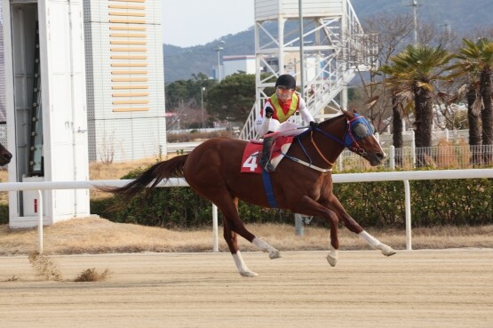 빈체로카발로와 조재로 기수의 우승 장면. 사진=렛츠런파크 부산경남 제공